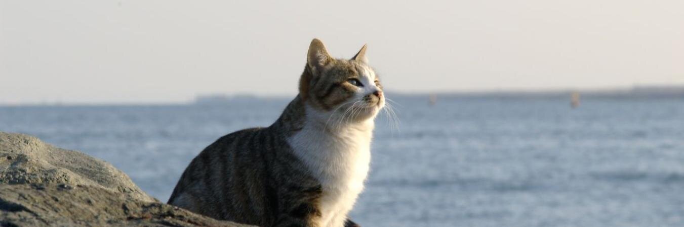 klima0107's profile banner image