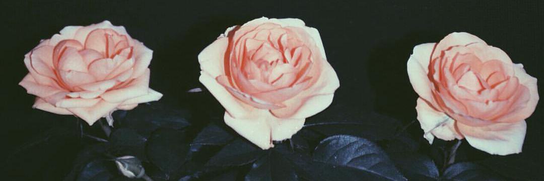 adrianacarl's profile banner image