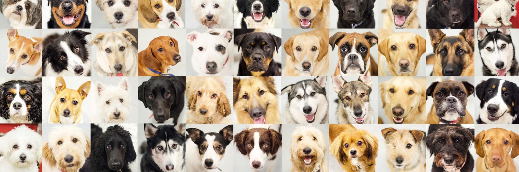 THEDOGACADEMYG's profile banner image
