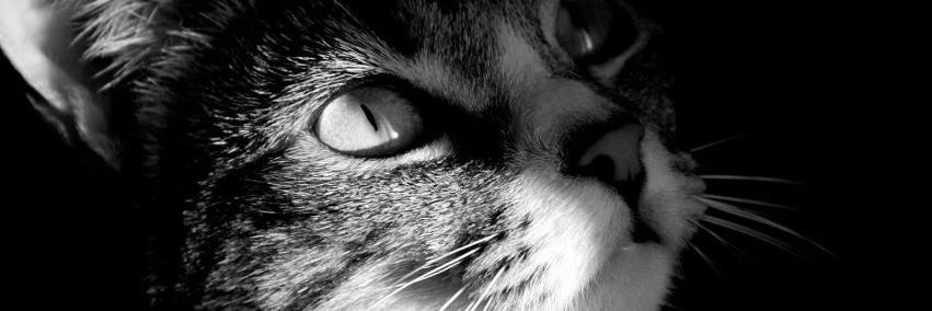 kediversitee's profile banner image
