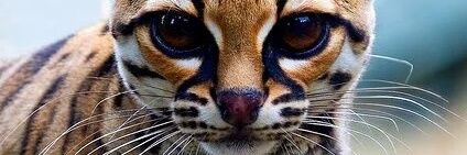 Cami_Macedo's profile banner image