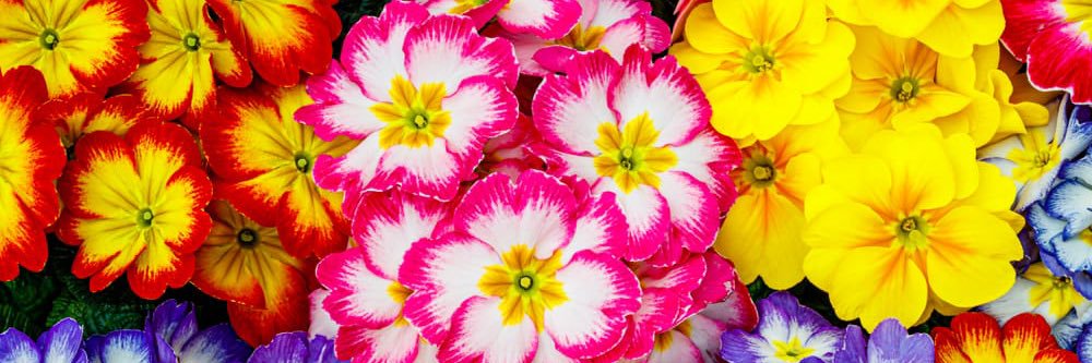 Ilenia💐 banner