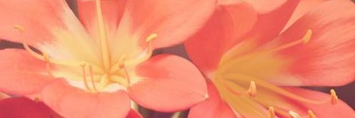 sinne_gille's profile banner image
