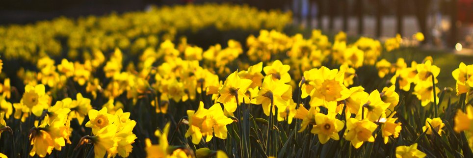Hanfod_Cymru's profile banner image