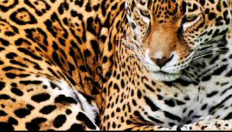 xLisaaLx's profile banner image
