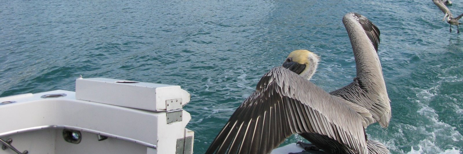 Fin Fox Trump's Project 2025 will destroy America banner