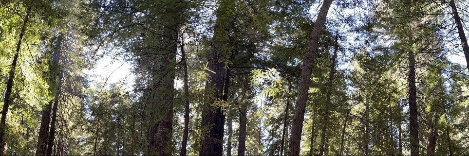 Michelle Salvado banner
