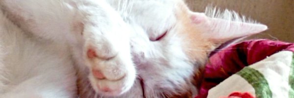 kybba Profile Banner