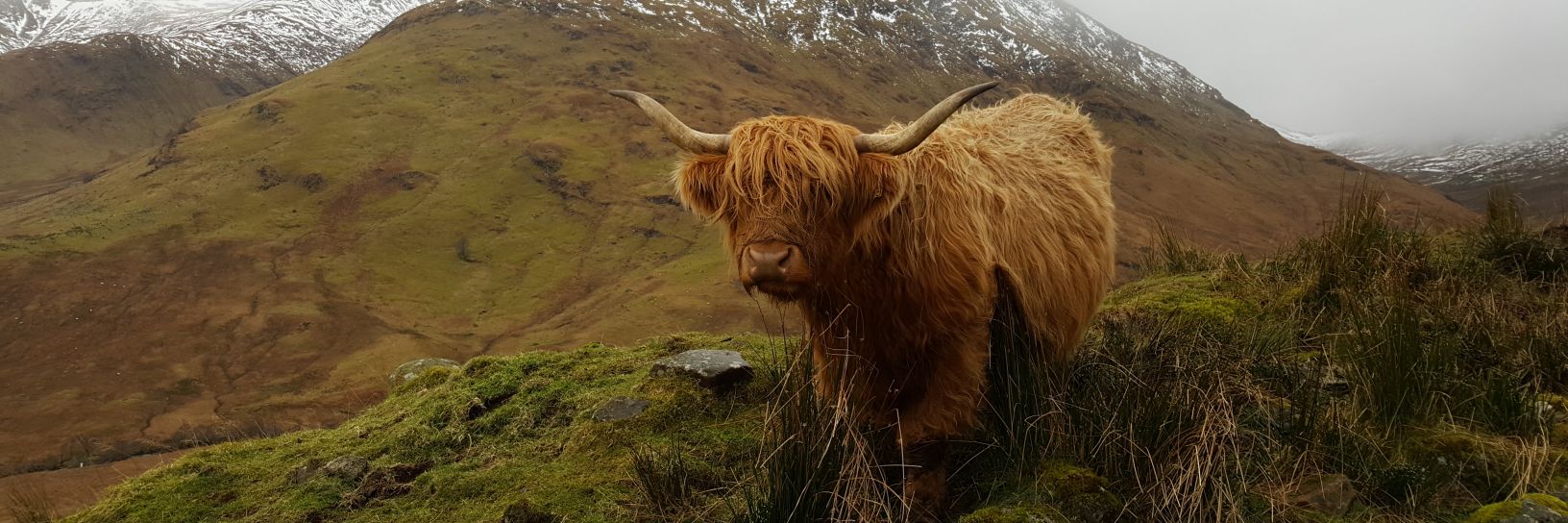 Bianca 🐮🐝🏴󠁧󠁢󠁳󠁣󠁴󠁿🇷🇴 banner