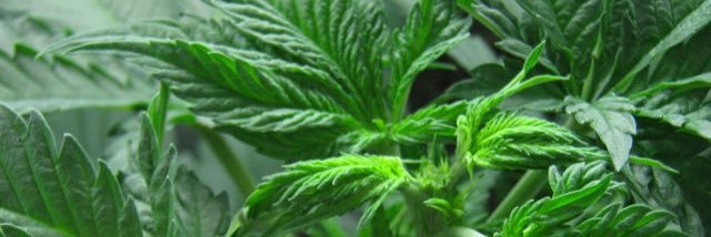 weedbroads's profile banner image