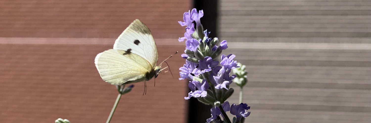 Staci D Kramer banner
