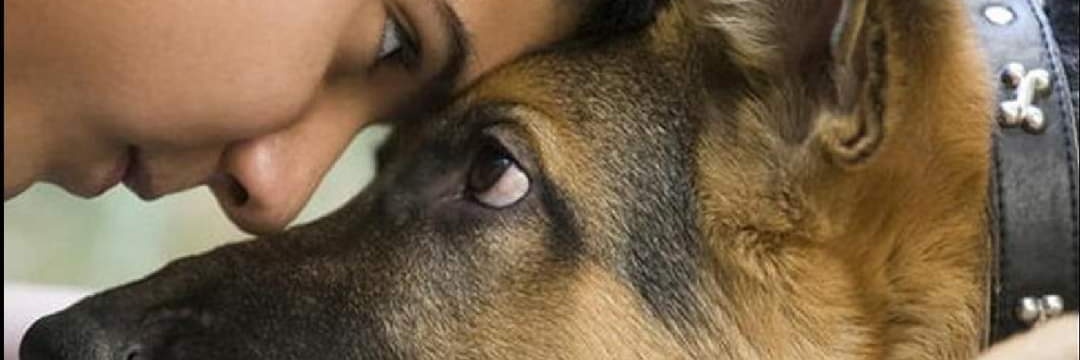 Penny Dier banner
