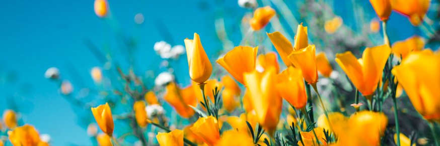 FlowerFly17's profile banner image