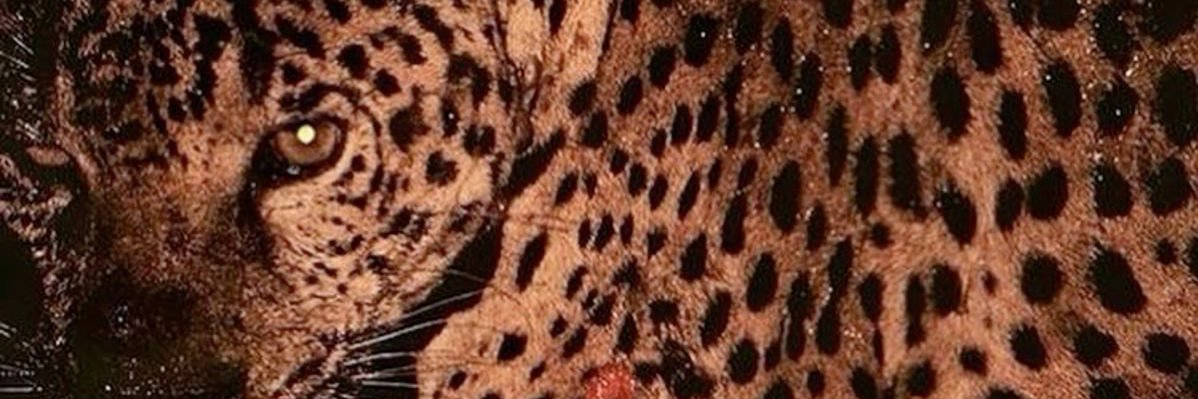 cloudiism's profile banner image