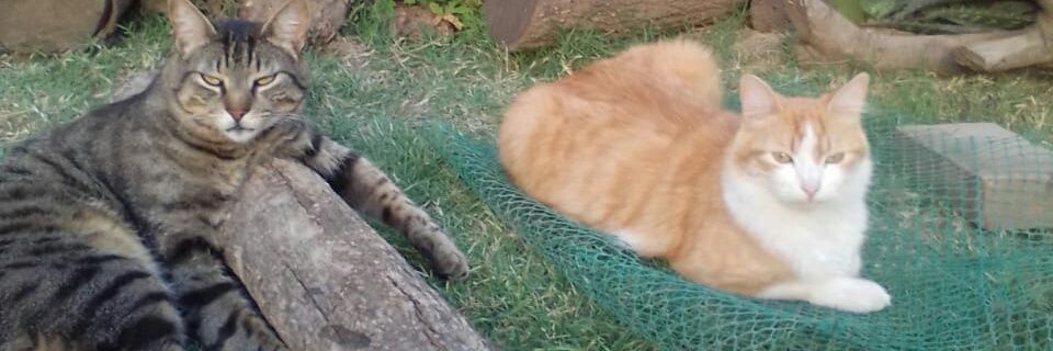 sandra_pett's profile banner image