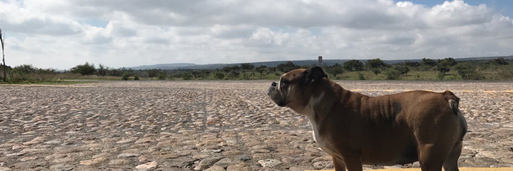 elsanxs's profile banner image