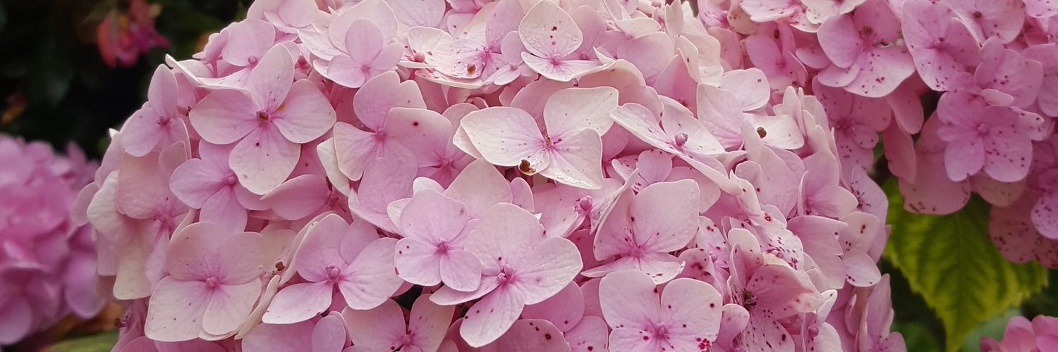 MaryLQuinn's profile banner image