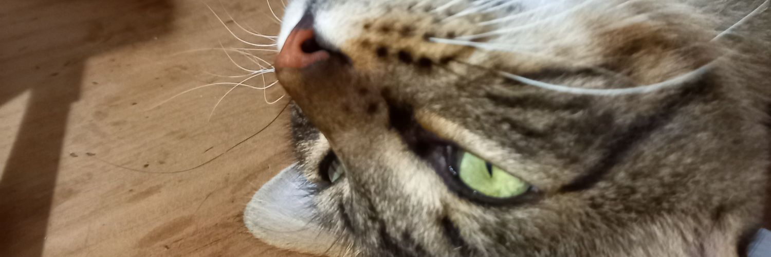 Kachunaa's profile banner image