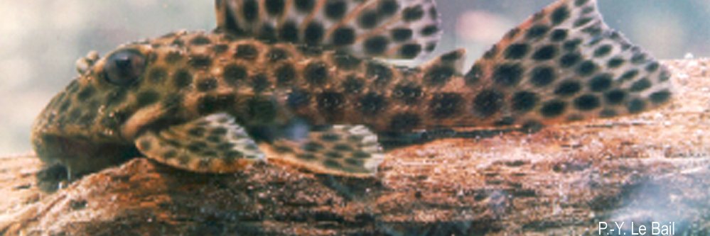 Chrystelle Delord banner