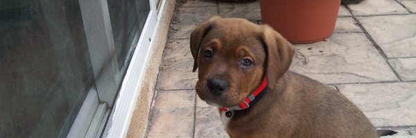 thegunnerab Profile Banner