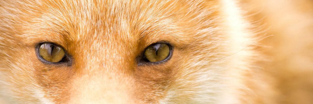 Cervulpes's profile banner image