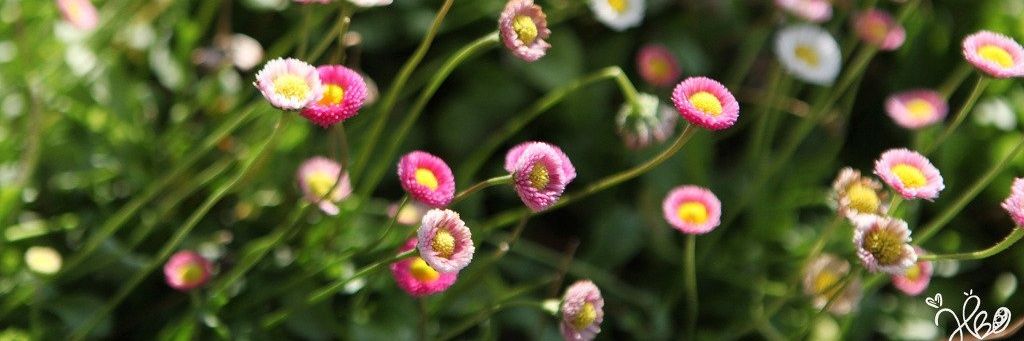 🌱🌻abriel🩷🩵's banner