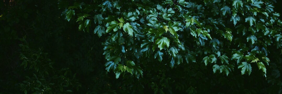 aliseanson's profile banner image