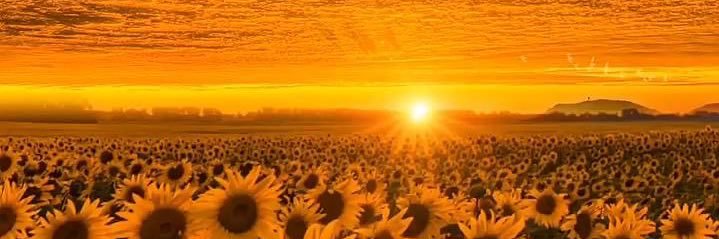 BELLA 🌻's banner