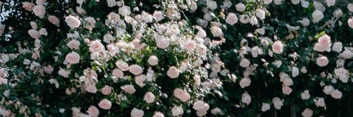 Nanaseney's profile banner image