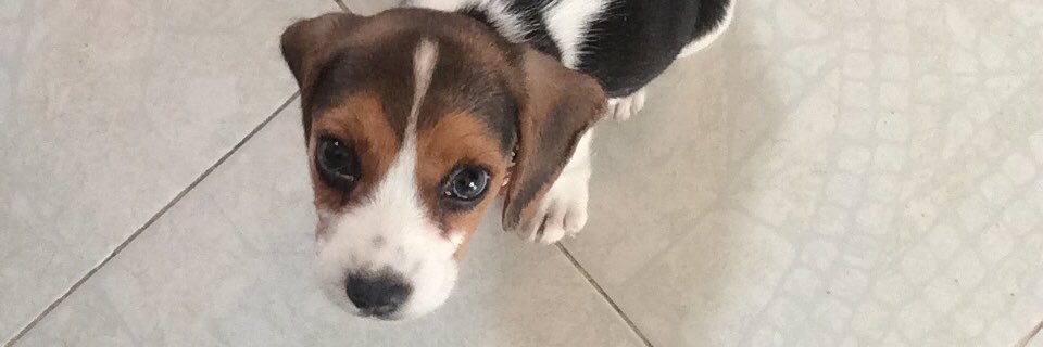 crubsz's profile banner image
