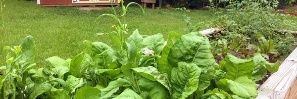 DrAshKizer Profile Banner