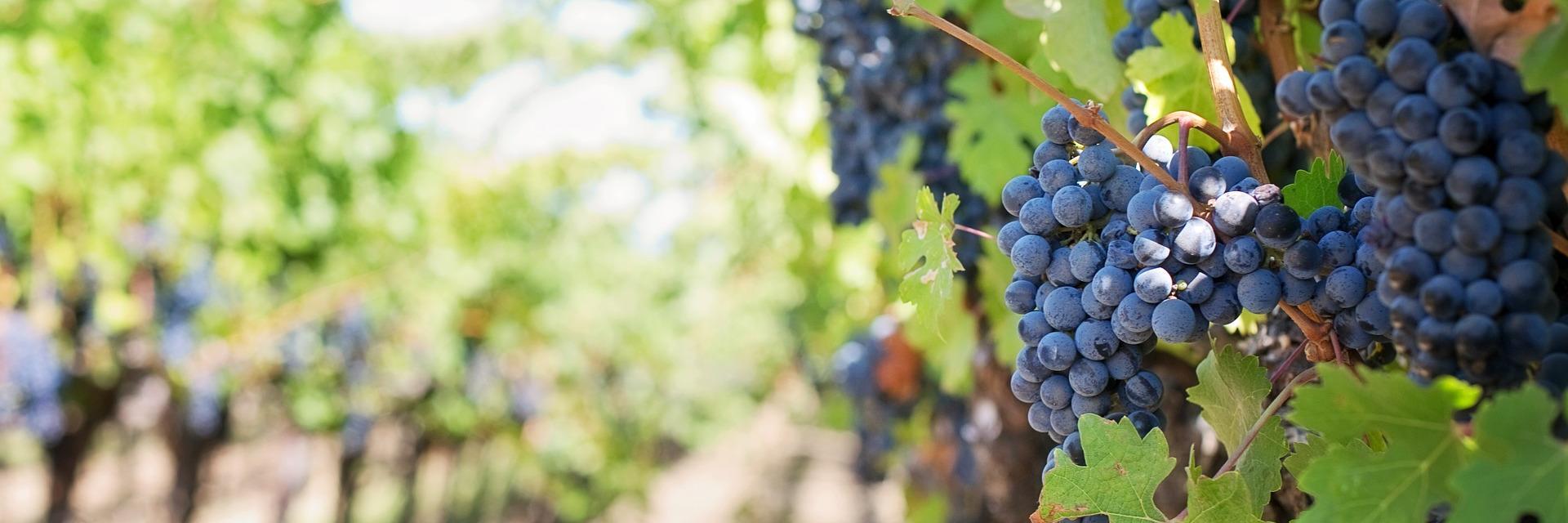 Vignerons_pro's profile banner image