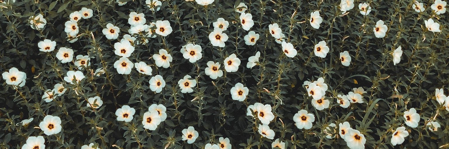 _stftmh's profile banner image