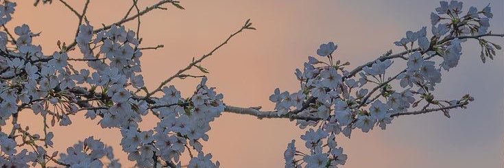 EvaTorresAlonso's profile banner image