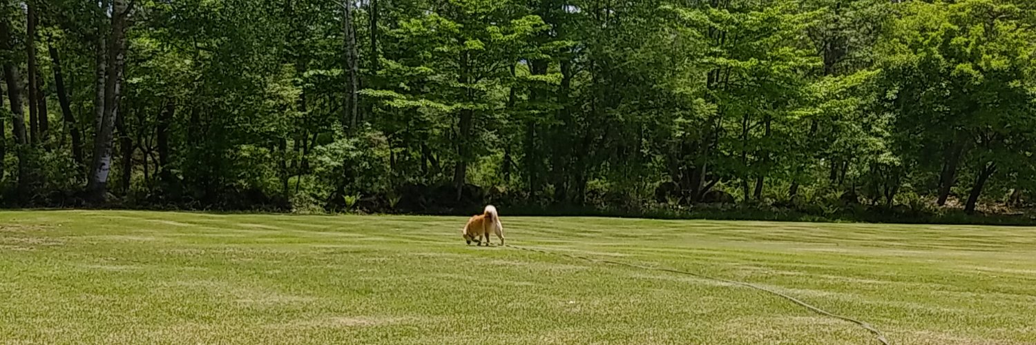 柴犬ニッキ banner