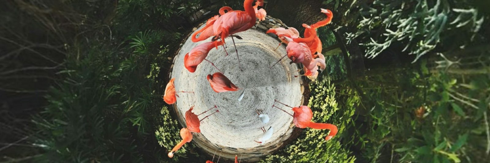 FlamingoSac's profile banner image