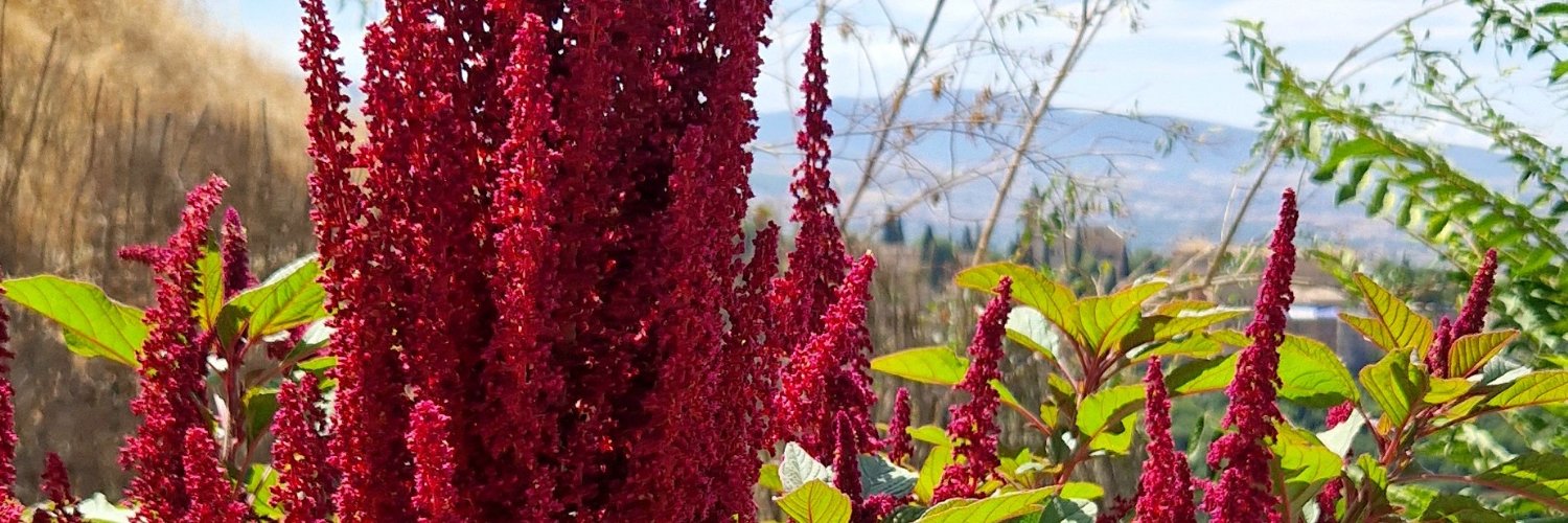 RubiosAlba's profile banner image