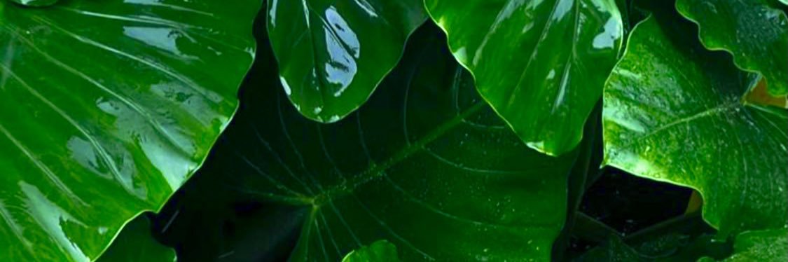 _miatikos's profile banner image