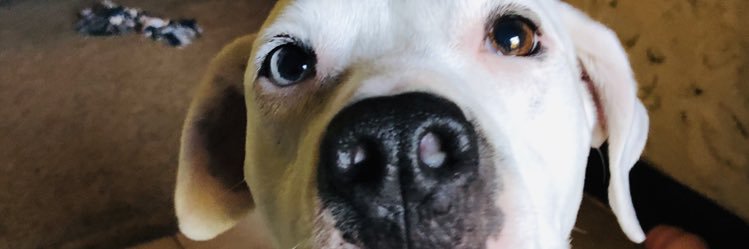 h_cookie_'s profile banner image