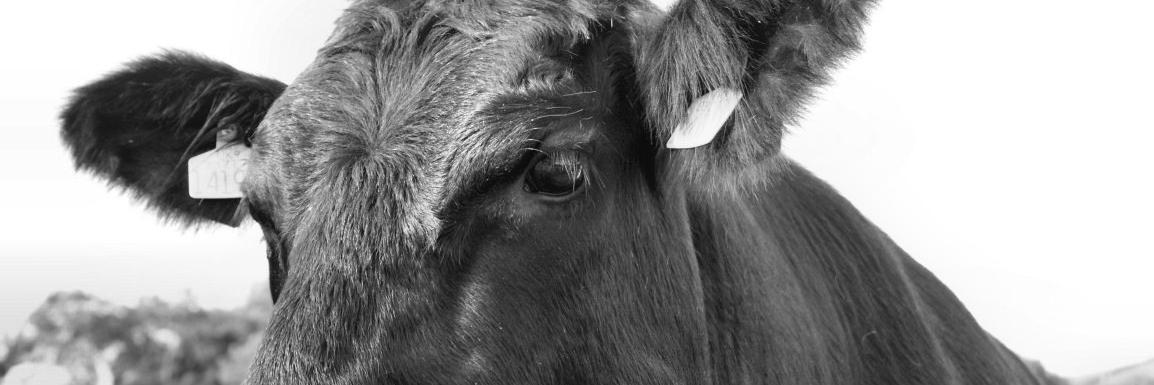 HerdPR's profile banner image
