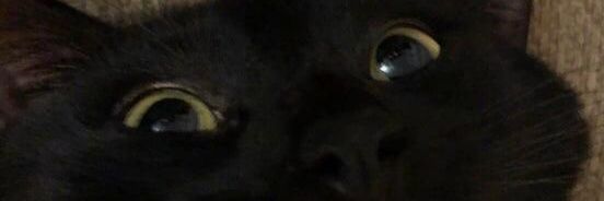gnrlboof's profile banner image