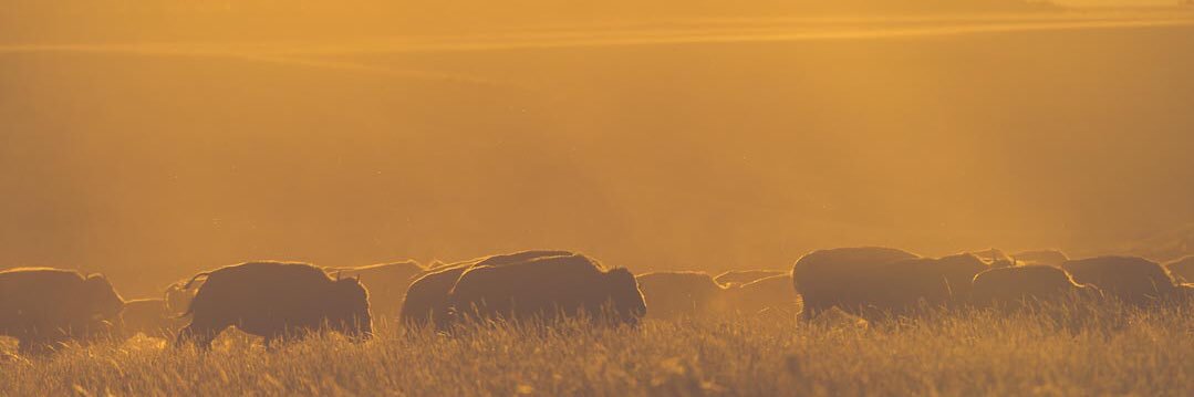 Shepherds of Wildlife Society banner