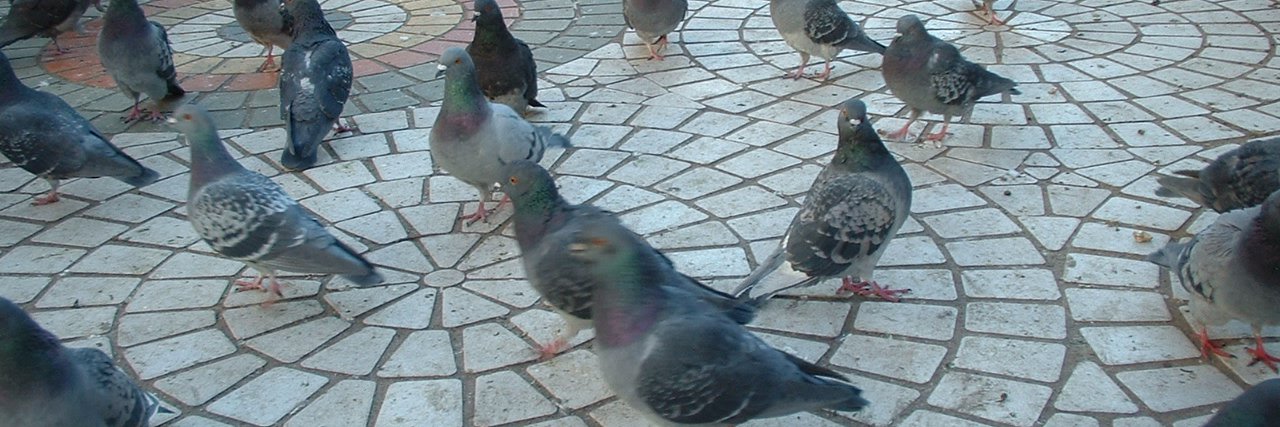 天空のぶら子 banner