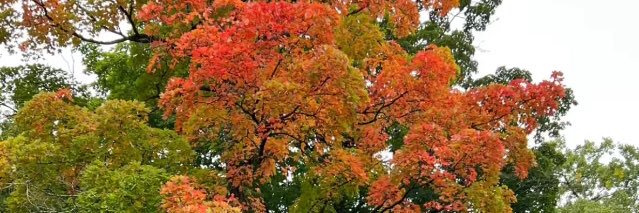 دموع الخريف banner