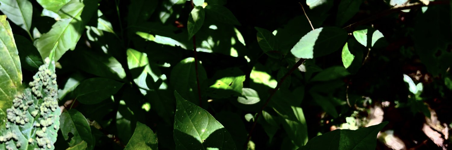 lamacarena___'s profile banner image