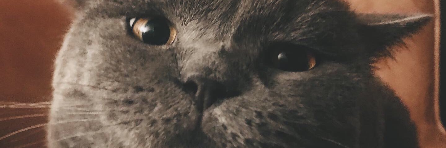 Dilaralid's profile banner image