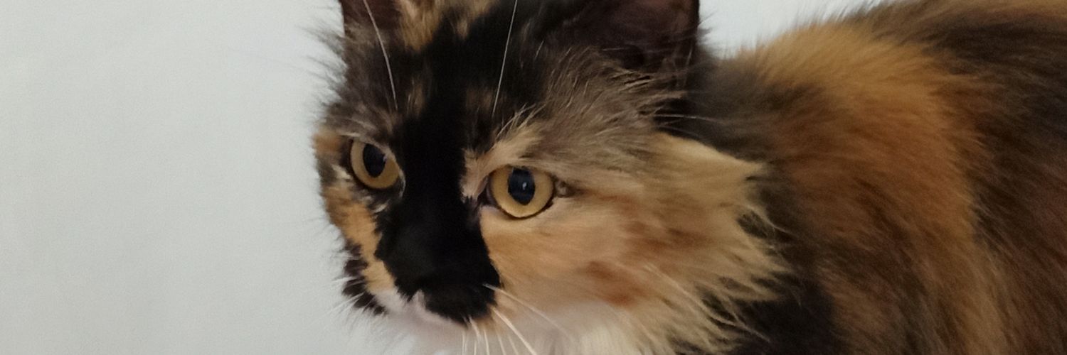 debiebed's profile banner image