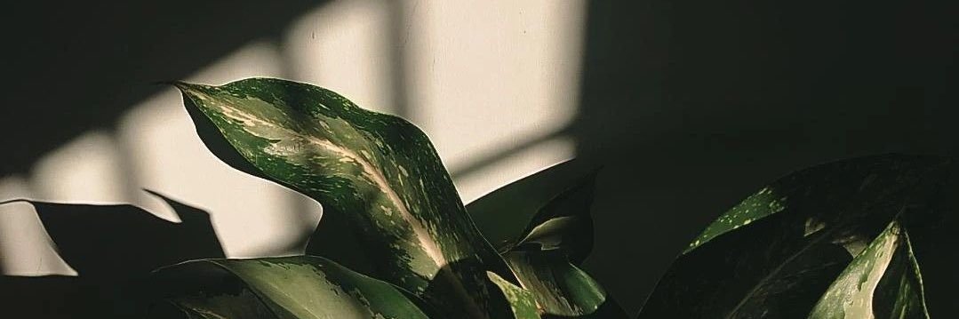 lenorocsa's profile banner image