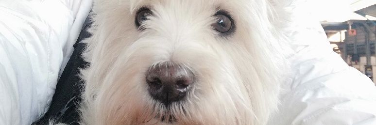 Toneant's profile banner image