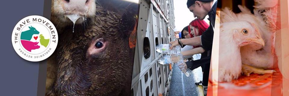 ValpoAnimalSave banner